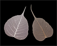 Skelettblätter 20 Stück rot