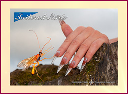 Poster Hymenoptera 